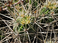 Echinocereus maritimus subsp. hancockii