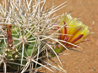 Echinocereus maritimus subsp. hancockii