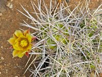 Echinocereus maritimus subsp. hancockii