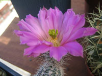 Echinocereus metornii