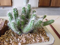 Echinocereus parkeri