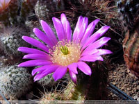 Echinocereus parkeri