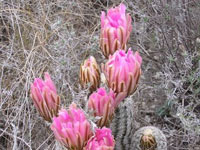 Echinocereus pectinatus subsp. wenigeri