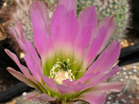 Echinocereus pectinatus subsp. wenigeri