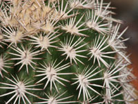 Echinocereus pectinatus subsp. wenigeri