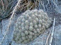 Echinocereus polyacanthus subsp. mombergerianus