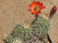 Echinocereus polyacanthus subsp. mombergerianus