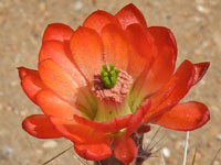 Echinocereus polyacanthus subsp. mombergerianus