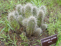 Echinocereus polyacanthus subsp. pacificus