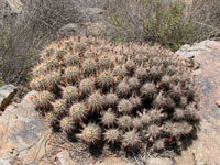 Echinocereus polyacanthus subsp. pacificus