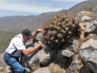 Echinocereus polyacanthus subsp. pacificus