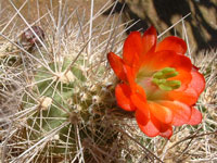 Echinocereus polyacanthus subsp. pacificus