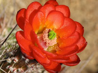 Echinocereus polyacanthus subsp. pacificus