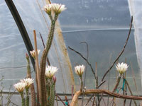 Echinocereus waldeisii