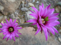 Echinocereus poselgeri