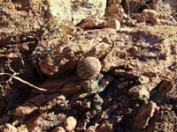 Echinocereus pseudopectinatus