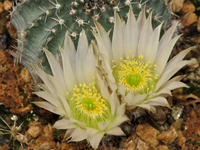 Echinocereus pulchellus subsp. sharpii