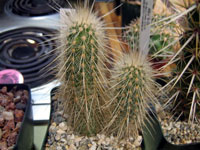 Echinocereus rayonesensis