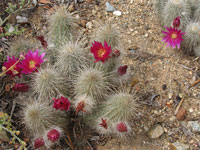 Echinocereus rayonesensis