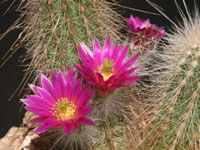 Echinocereus rayonesensis