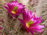 Echinocereus rayonesensis