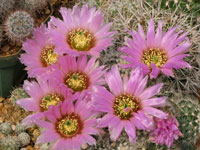 Echinocereus reichenbachii subsp. albispinus