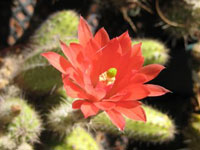 Echinocereus scheeri var. salm-dyckianus