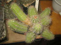 Echinocereus scheeri var. salm-dyckianus