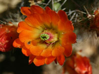 Echinocereus triglochidiatus var. gurneyi