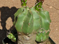 Echinocereus triglochidiatus f. inermis