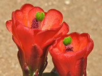 Echinocereus triglochidiatus f. inermis