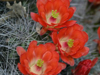 Echinocereus triglochidiatus var. melanacanthus