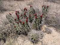 Echinocereus triglochidiatus f. White Sands