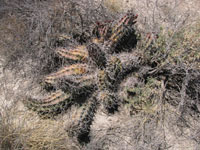 Echinocereus triglochidiatus f. White Sands