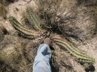 Echinocereus triglochidiatus f. White Sands