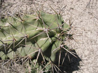 Echinocereus triglochidiatus f. White Sands