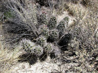 Echinocereus triglochidiatus f. White Sands