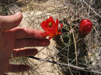 Echinocereus triglochidiatus f. White Sands