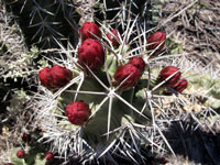 Echinocereus triglochidiatus f. White Sands