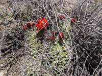 Echinocereus triglochidiatus f. White Sands