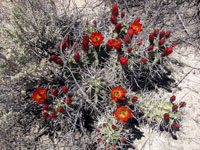 Echinocereus triglochidiatus f. White Sands