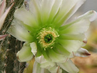 Echinocereus waldeisii