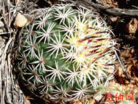 Echinomastus erectocentrus var. acunensis