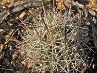 Echinomastus erectocentrus var. acunensis