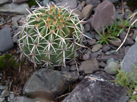 Echinopsis silvestrii