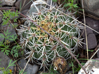 Echinopsis silvestrii