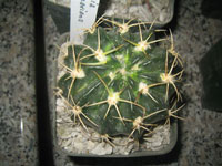 Echinopsis ancistrophora subsp. cardenasiana