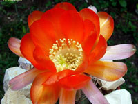 Echinopsis haematantha var. hualfinensis