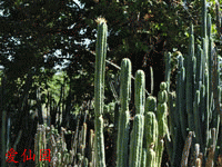 Echinopsis huanucoensis