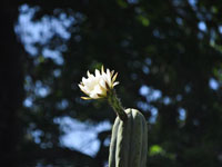 Echinopsis huanucoensis